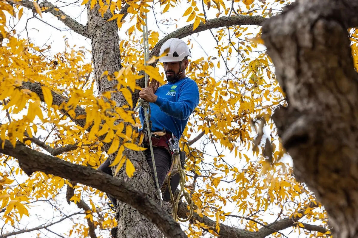 Skilled Emergency Tree Service crew working in Willard